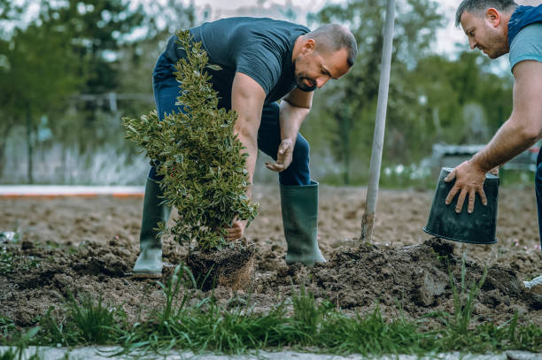 Professional Tree Removal in Newton, IL